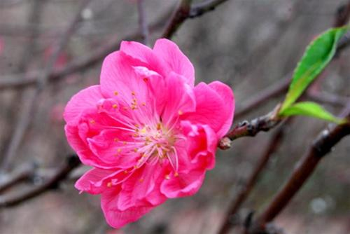 Nhat Tan peach blossom